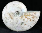 Silver Iridescent Ammonite - Madagascar #26852-1